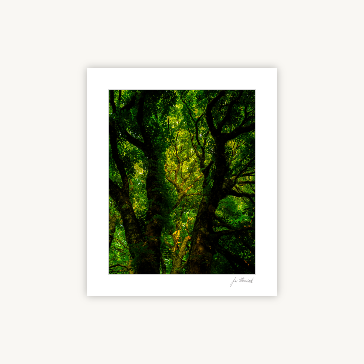 Chestnut Tree, Mounted Fine Art Photography Print