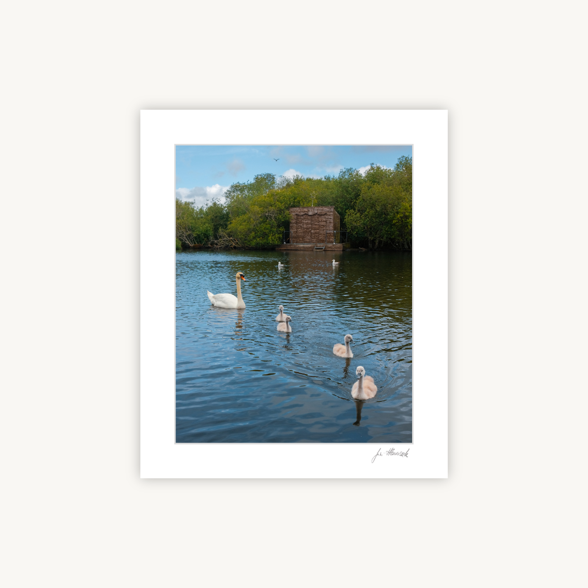 Cygnets at the Lough, Mounted Fine Art Photography Print