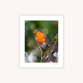 European Robin, Mounted Fine Art Photography Print