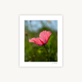 Summer Poppy Flower, Mounted Fine Art Photography Print
