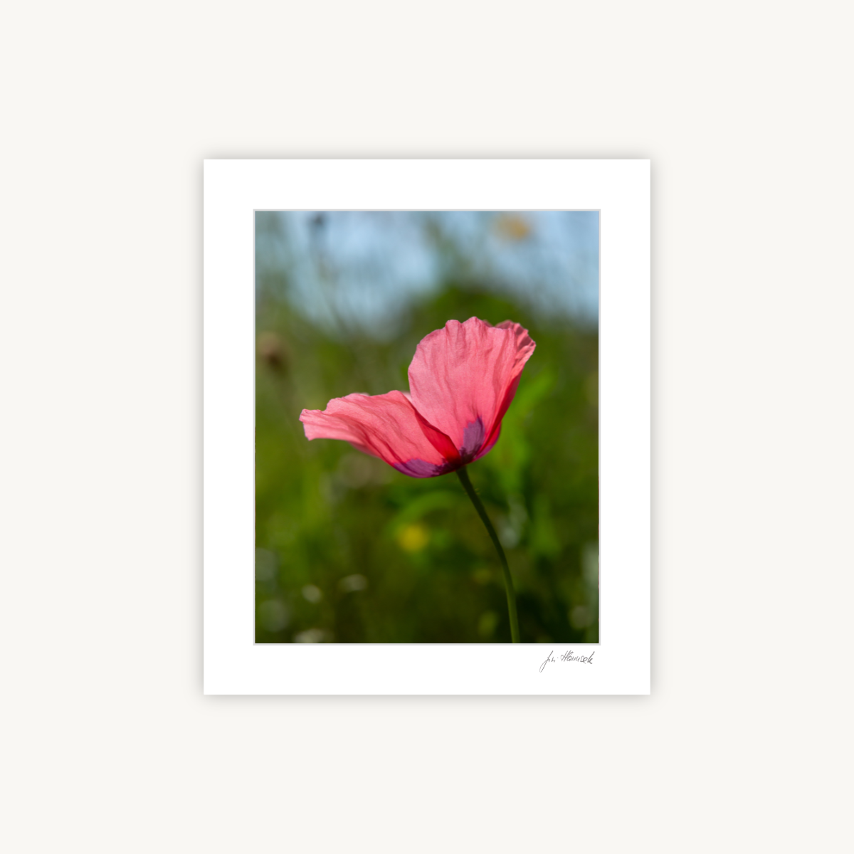 Summer Poppy Flower, Mounted Fine Art Photography Print